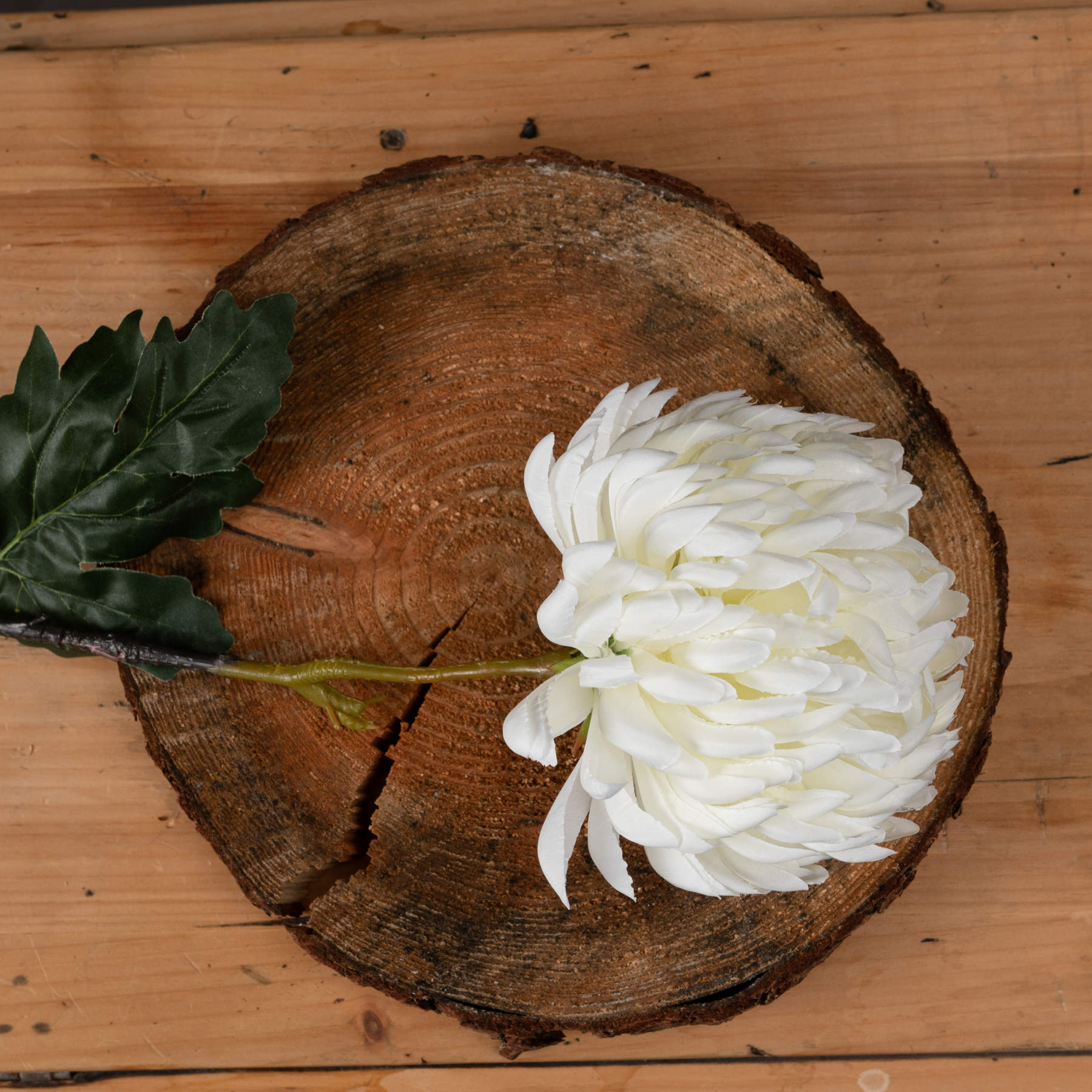 Large White Chrysanthemum — side view white plastic
