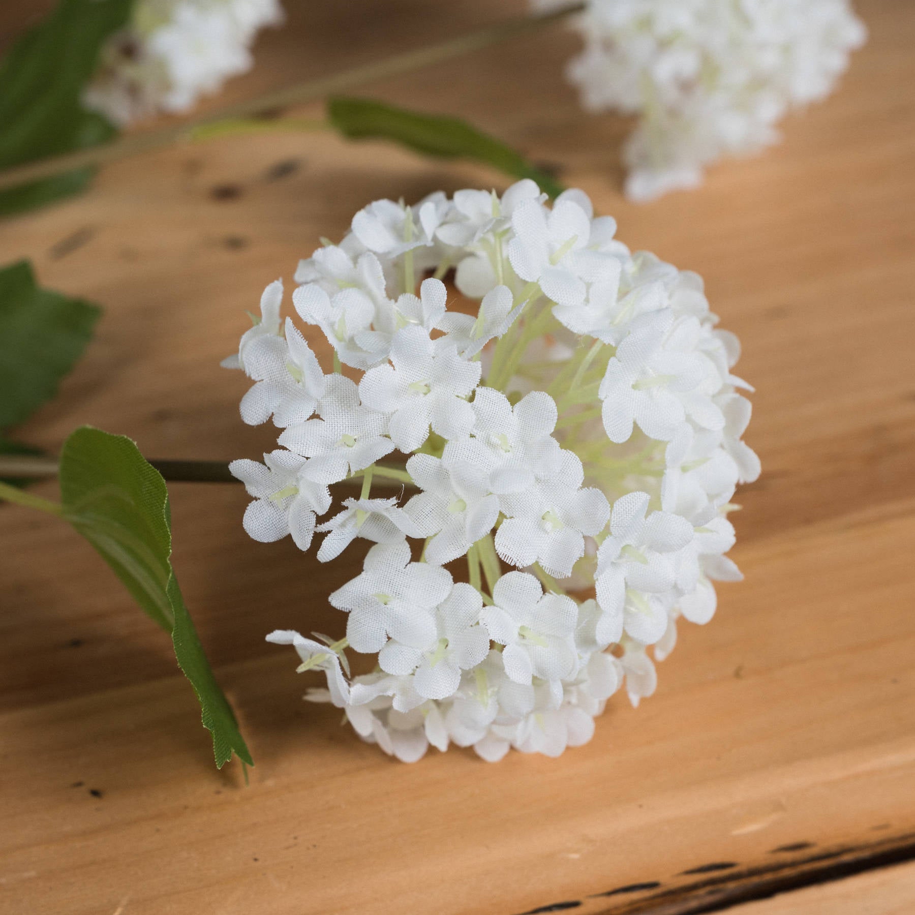 Viburnum Opulus — detail close-up white plastic