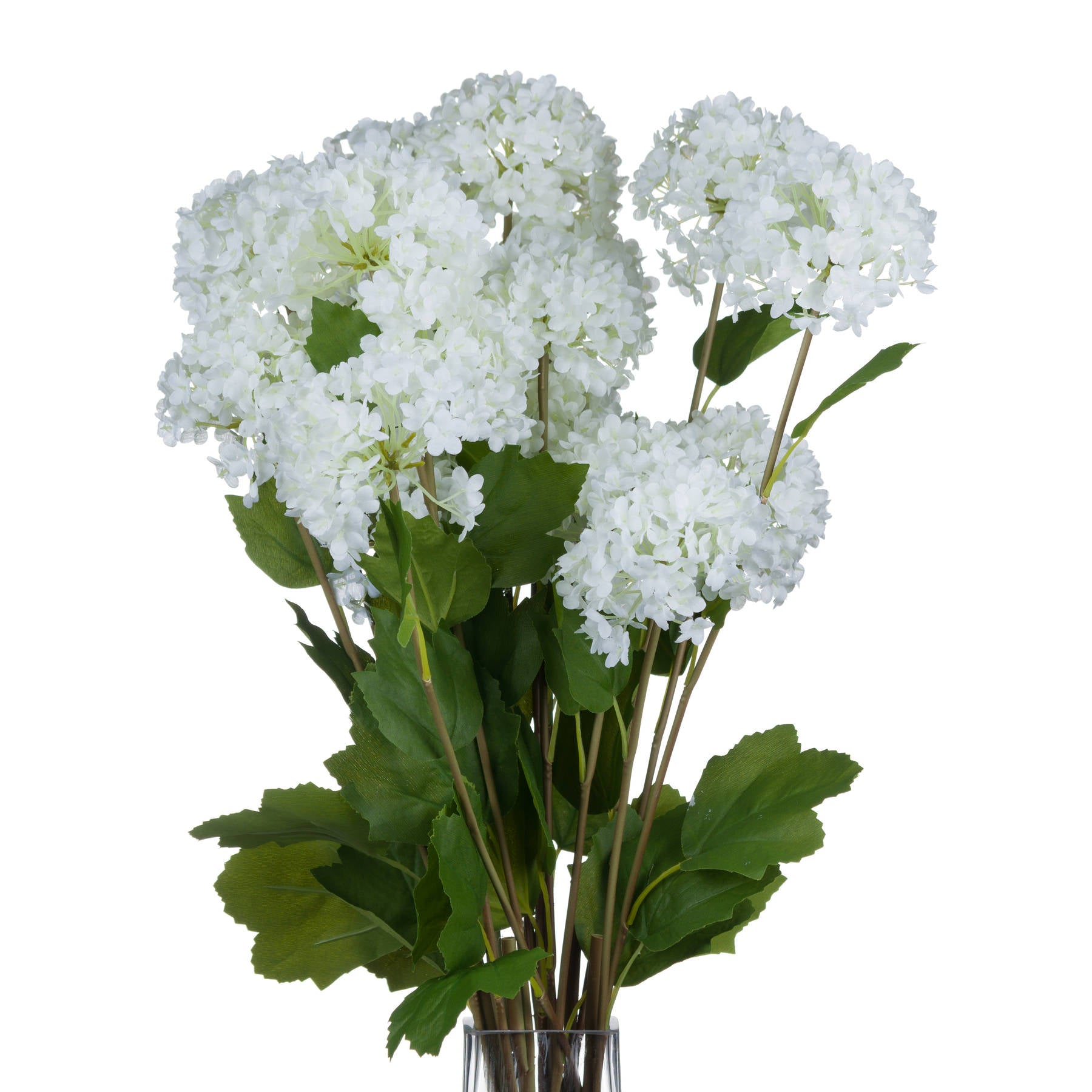 Viburnum Opulus — alternative angle white plastic