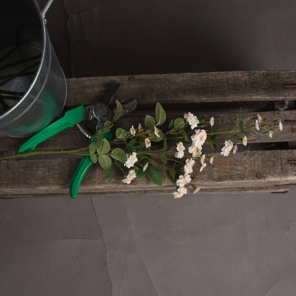 Cream Wild Meadow Rose — side view cream plastic