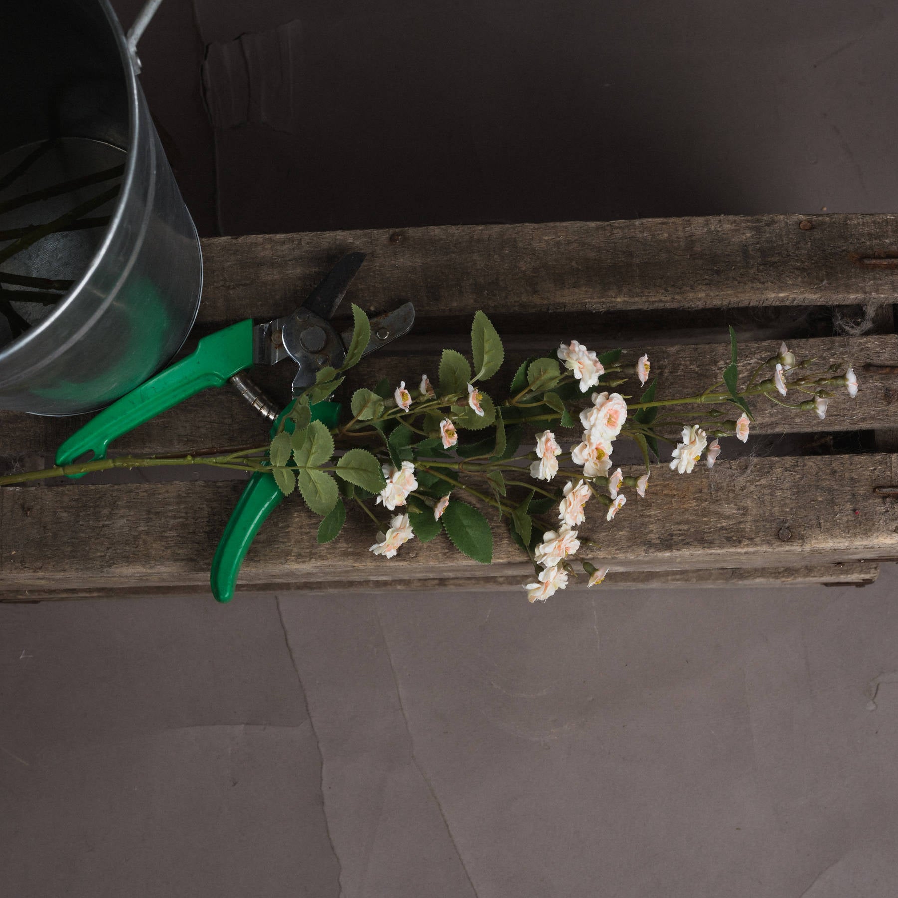 Cream Wild Meadow Rose — side view cream plastic