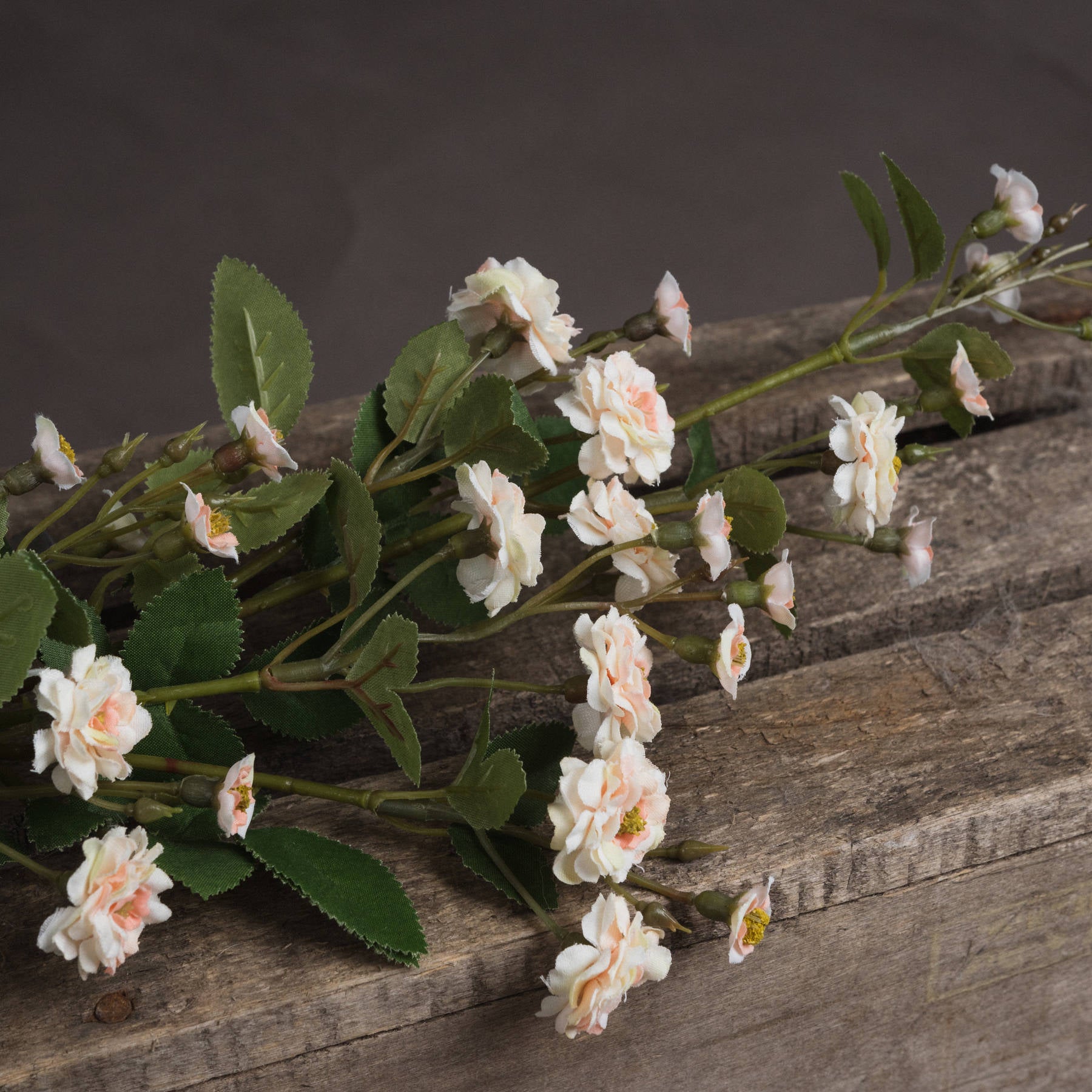 Cream Wild Meadow Rose — detail close-up cream plastic