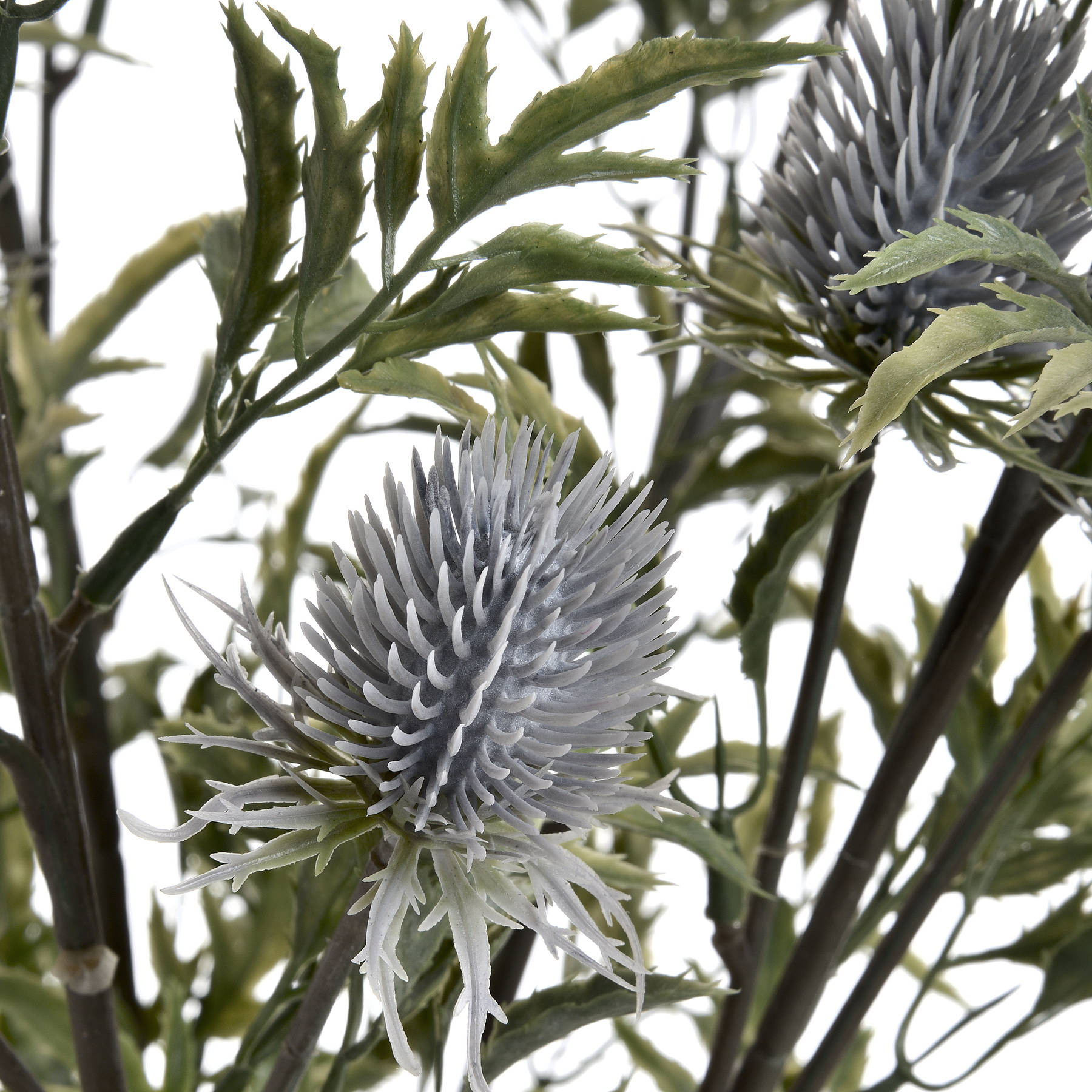 Eryngium Thistle — view 5 grey plastic