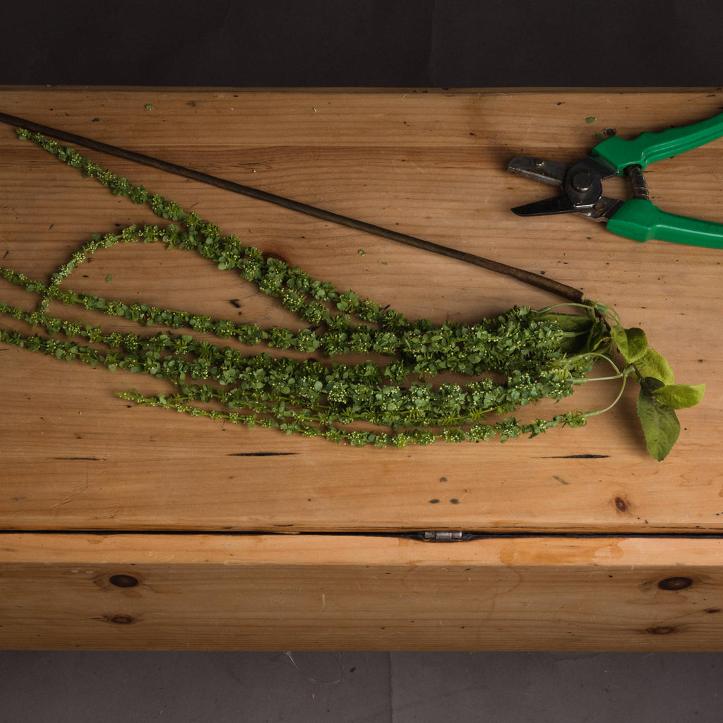 Green Amaranthus — side view green plastic