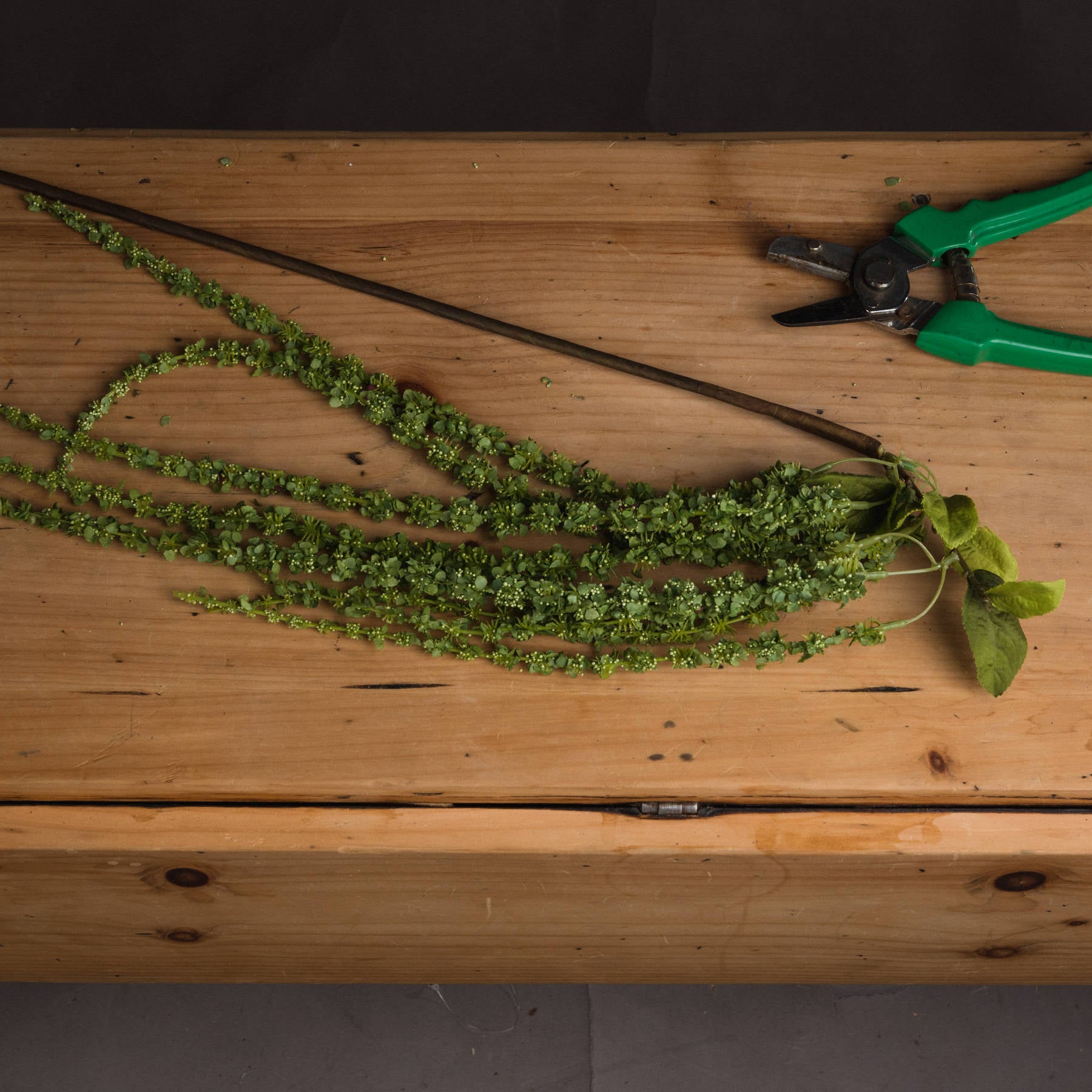Green Amaranthus — side view green plastic