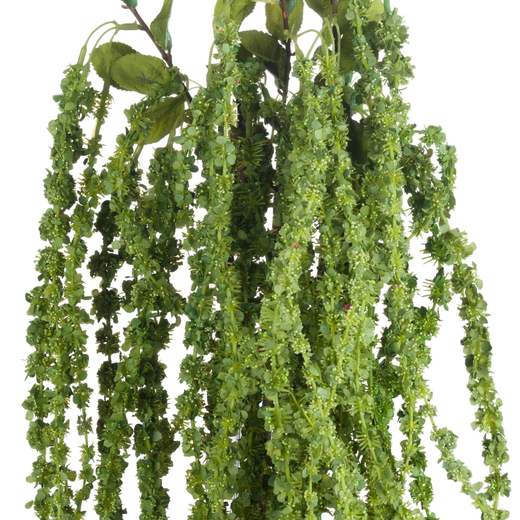 Green Amaranthus — view 5 green plastic
