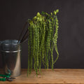 Green Amaranthus — main product view