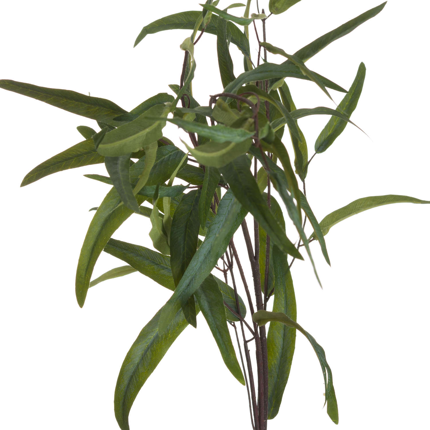 Eucalyptus Nicholii Spray — alternative angle green plastic