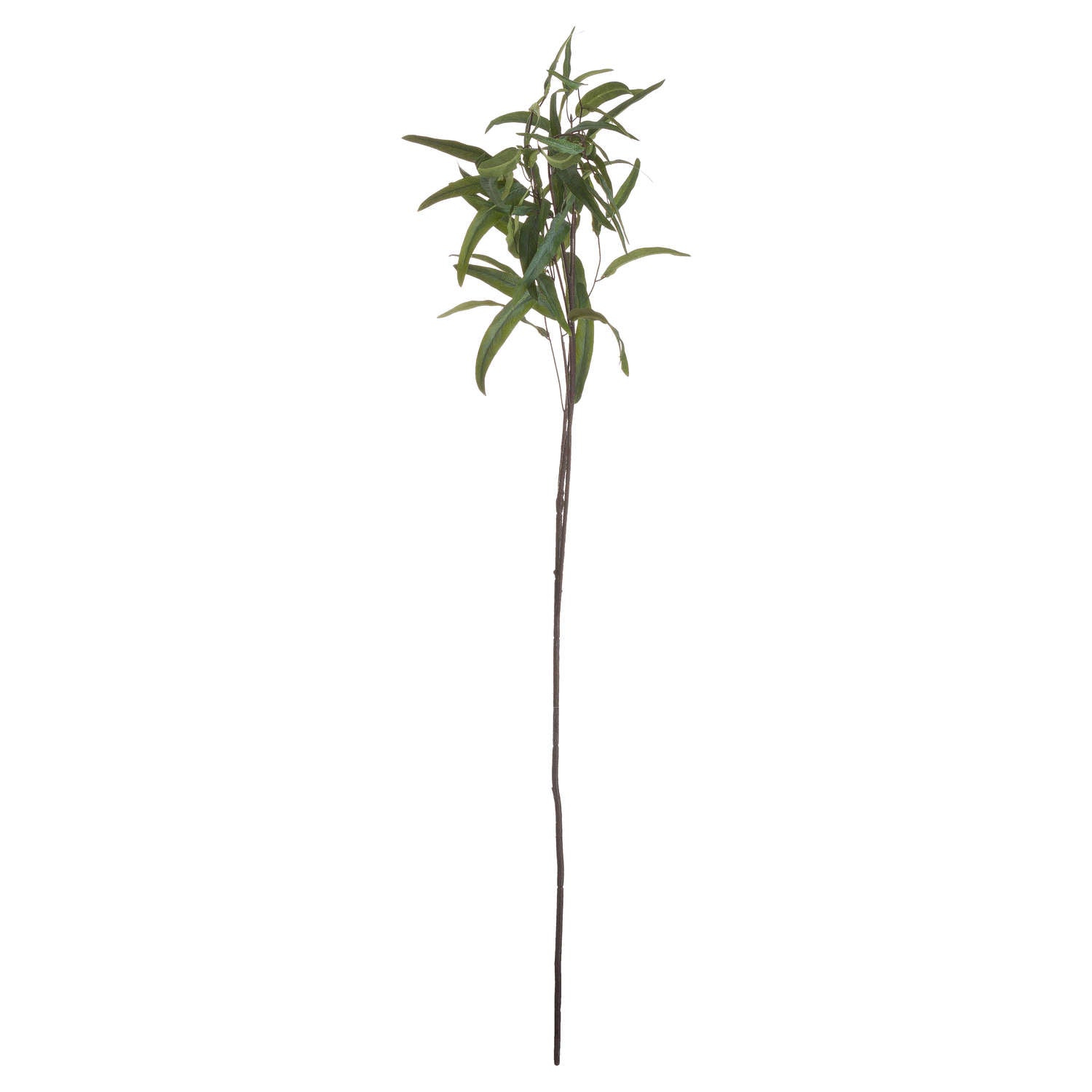 Eucalyptus Nicholii Spray — view 5 green plastic