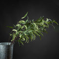 Eucalyptus Nicholii Spray — main product view