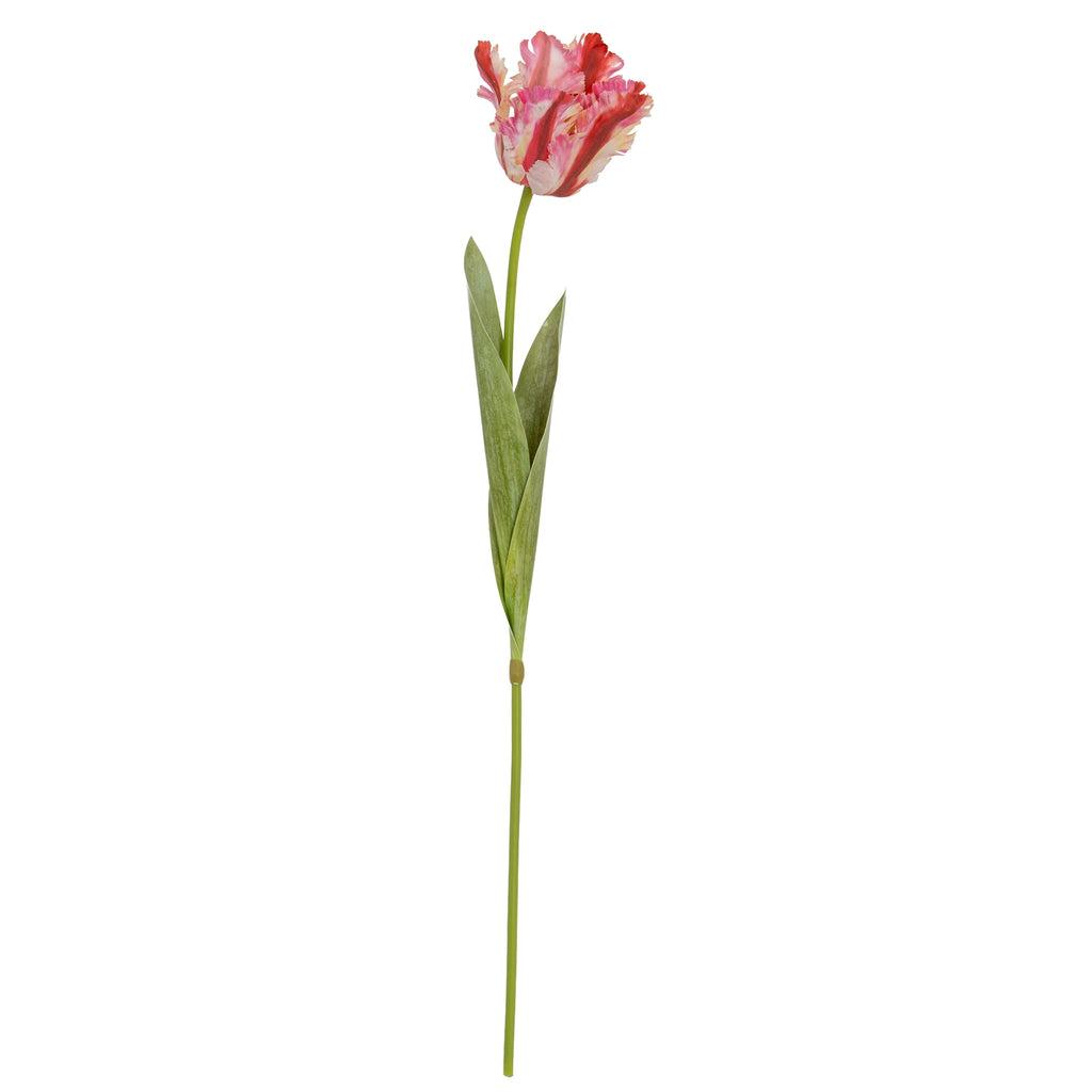 Multi Pink Parrot Tulip