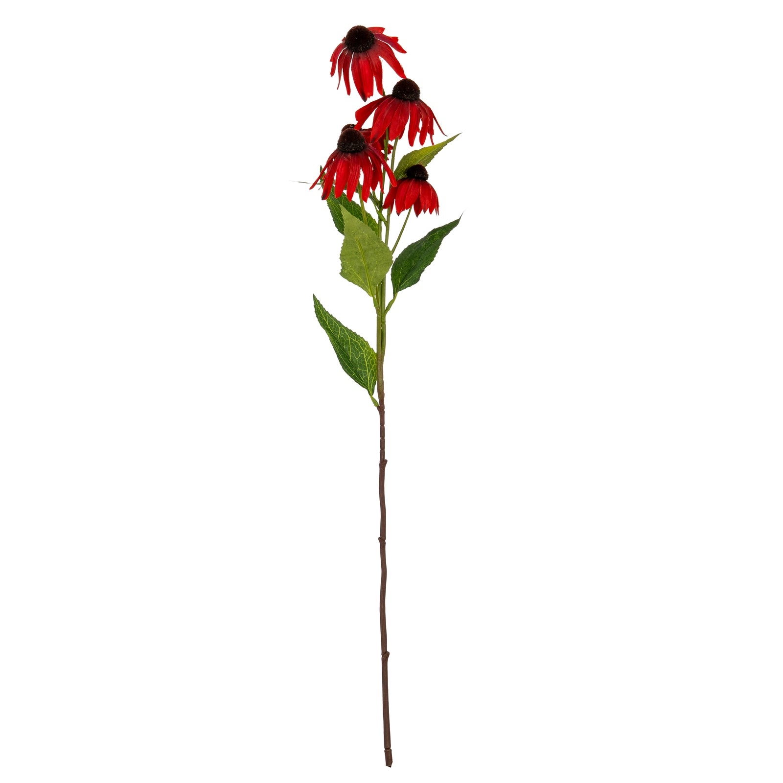 Red Echinacea Spray
