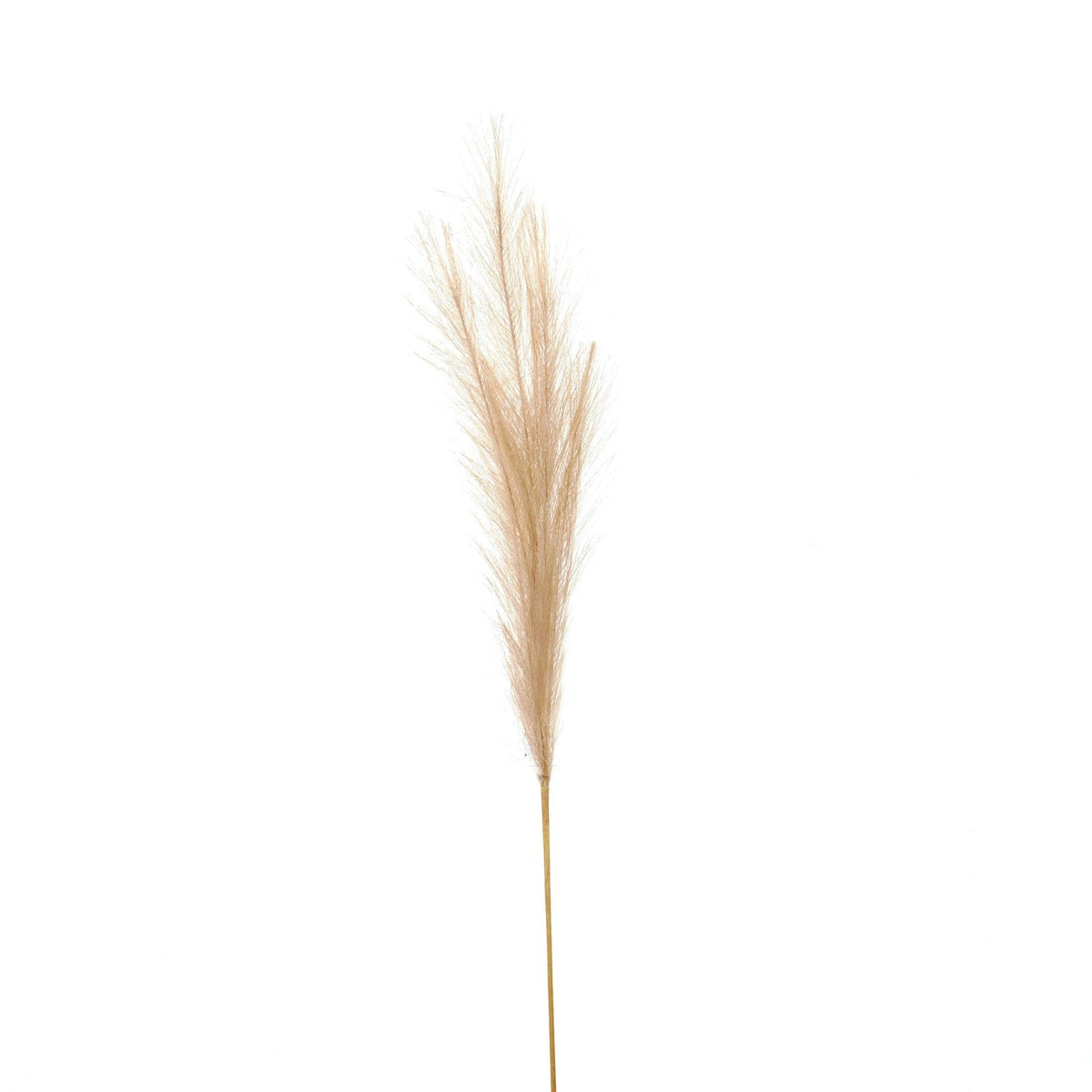 Bleached Faux Pampas Grass Stems included in The Bleached Meadow Bouquet