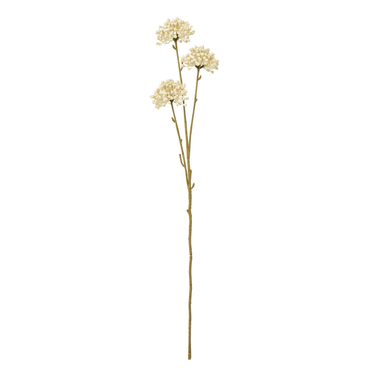 Cream Allium Sprays included in The Cotswold Cream Bouquet