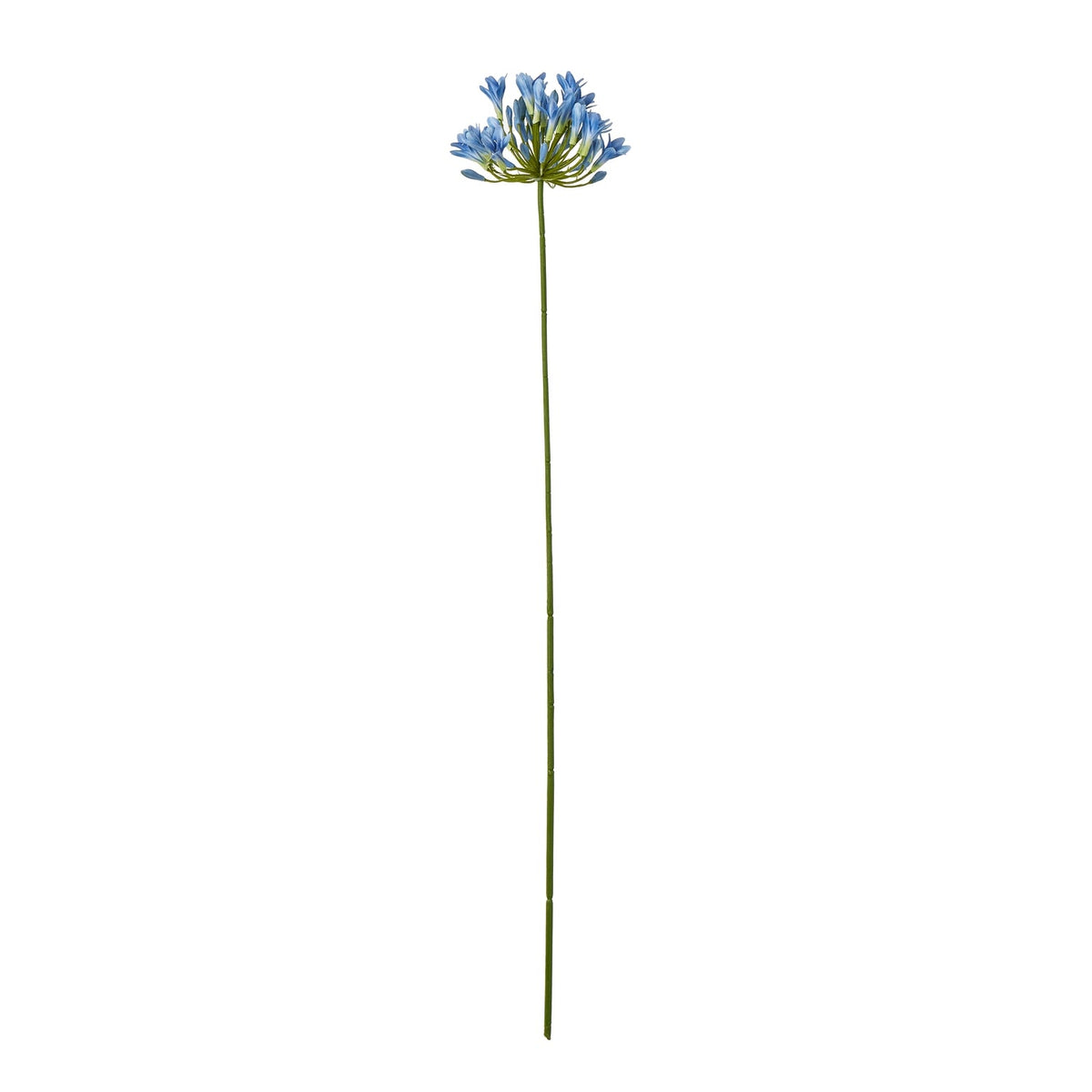 Blue Agapanthus Stems included in The Delft Blue Bouquet