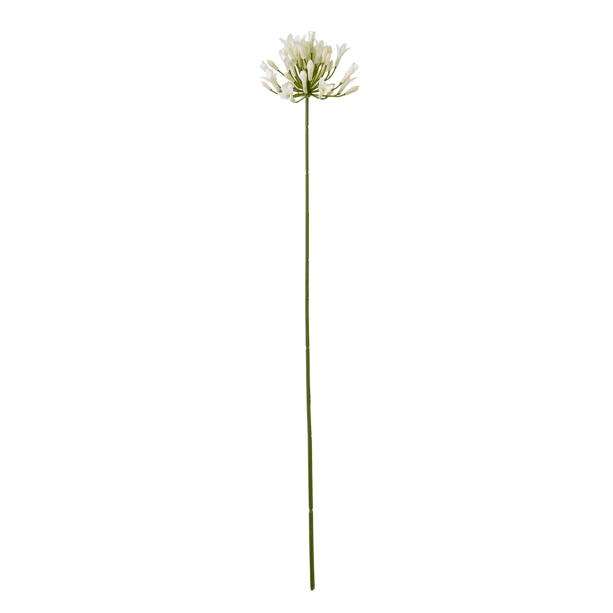 Cream Agapanthus Sprays included in The Ivory Protea Bouquet
